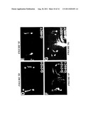 CHEMOSENSORY GENE FAMILY ENCODING GUSTATORY AND OLFACTORY RECEPTORS AND     USES THEREOF diagram and image