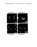 CHEMOSENSORY GENE FAMILY ENCODING GUSTATORY AND OLFACTORY RECEPTORS AND     USES THEREOF diagram and image