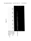 Repair of Nucleic Acids for Improved Amplification diagram and image