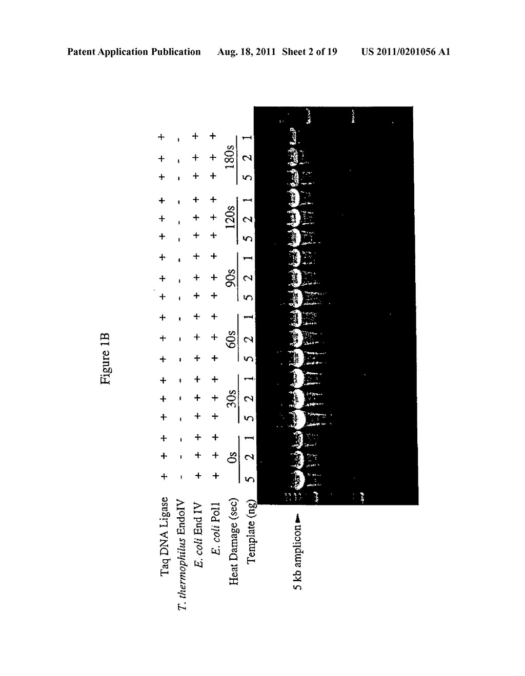 Repair of Nucleic Acids for Improved Amplification - diagram, schematic, and image 03