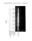 Repair of Nucleic Acids for Improved Amplification diagram and image