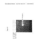 Repair of Nucleic Acids for Improved Amplification diagram and image