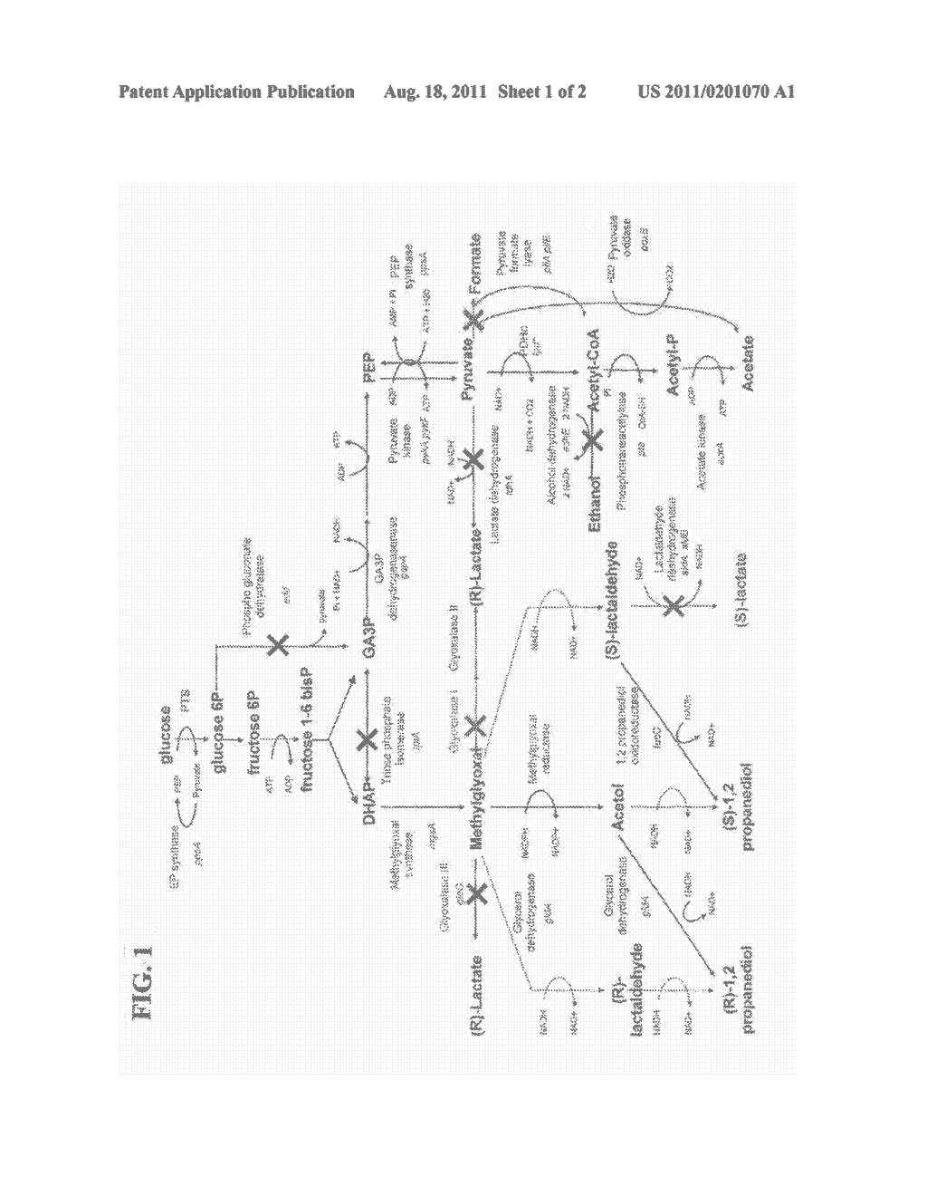 MICROORGANISMS AND METHODS FOR PRODUCTION OF 1,2-PROPANEDIOL AND ACETOL - diagram, schematic, and image 02