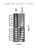 ANTIVIRAL AGENT AGAINST ANIMAL VIRUSES diagram and image