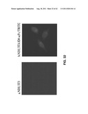 ANTIVIRAL AGENT AGAINST ANIMAL VIRUSES diagram and image