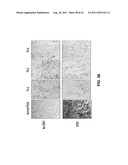 ANTIVIRAL AGENT AGAINST ANIMAL VIRUSES diagram and image