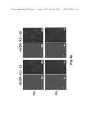 ANTIVIRAL AGENT AGAINST ANIMAL VIRUSES diagram and image