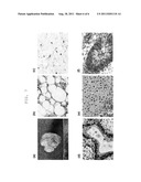 EFFICIENT METHOD FOR ESTABLISHING INDUCED PLURIPOTENT STEM CELLS diagram and image