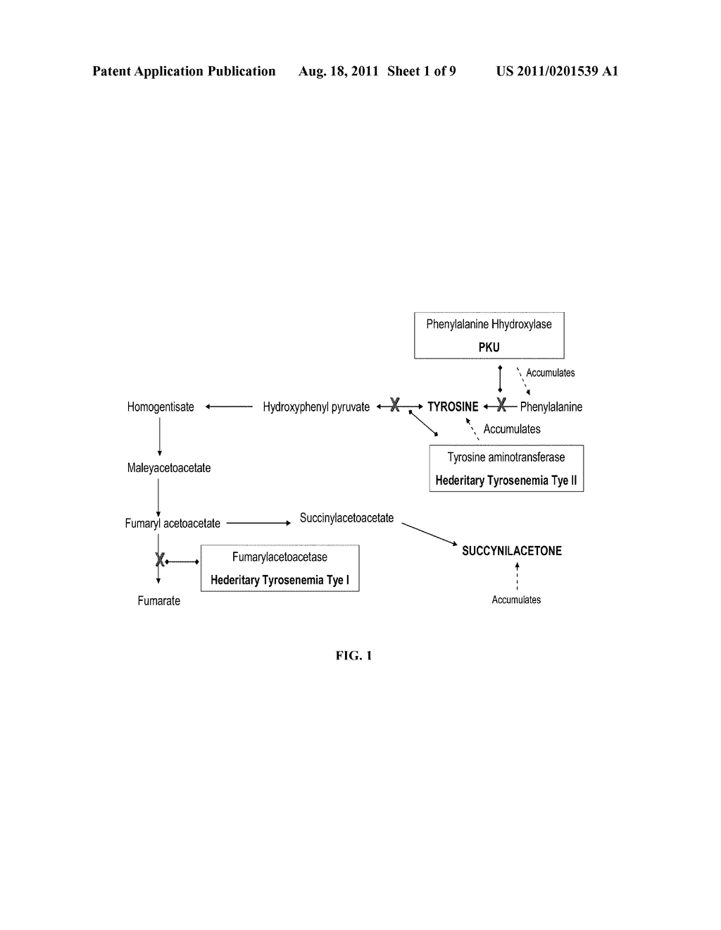 DETECTING SUCCINYLACETONE - diagram, schematic, and image 02