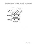 NOVEL DEATH DOMAIN PROTEINS diagram and image