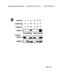 NOVEL DEATH DOMAIN PROTEINS diagram and image