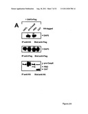 NOVEL DEATH DOMAIN PROTEINS diagram and image