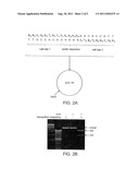 RECOGNITION SEQUENCES FOR I-CREI-DERIVED MEGANUCLEASES AND USES THEREOF diagram and image