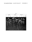 METHODS AND COMPOSITIONS FOR PRODUCING ALUMINUM TOLERANT ALFALFA diagram and image