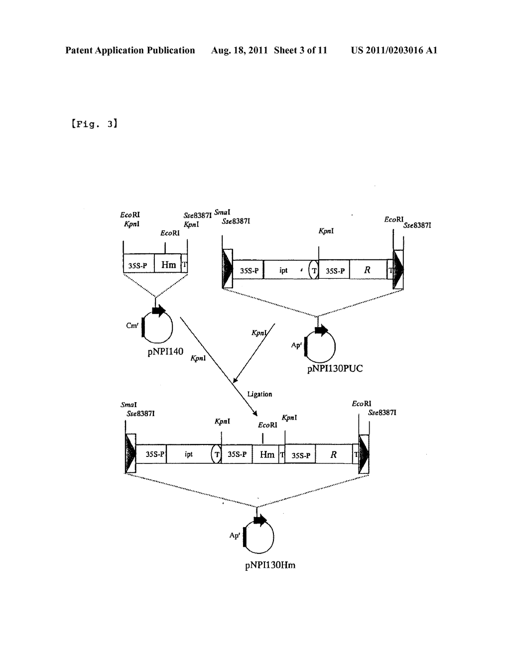 PROCESS FOR PRODUCING PLANT STORAGE ORGAN WITH HIGH PRODUCTION OF     RECOMBINANT PROTEIN AND NOVEL RECOMBINANT PROTEIN - diagram, schematic, and image 04