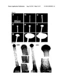 SPM NANOPROBES AND THE PREPARATION METHOD THEREOF diagram and image