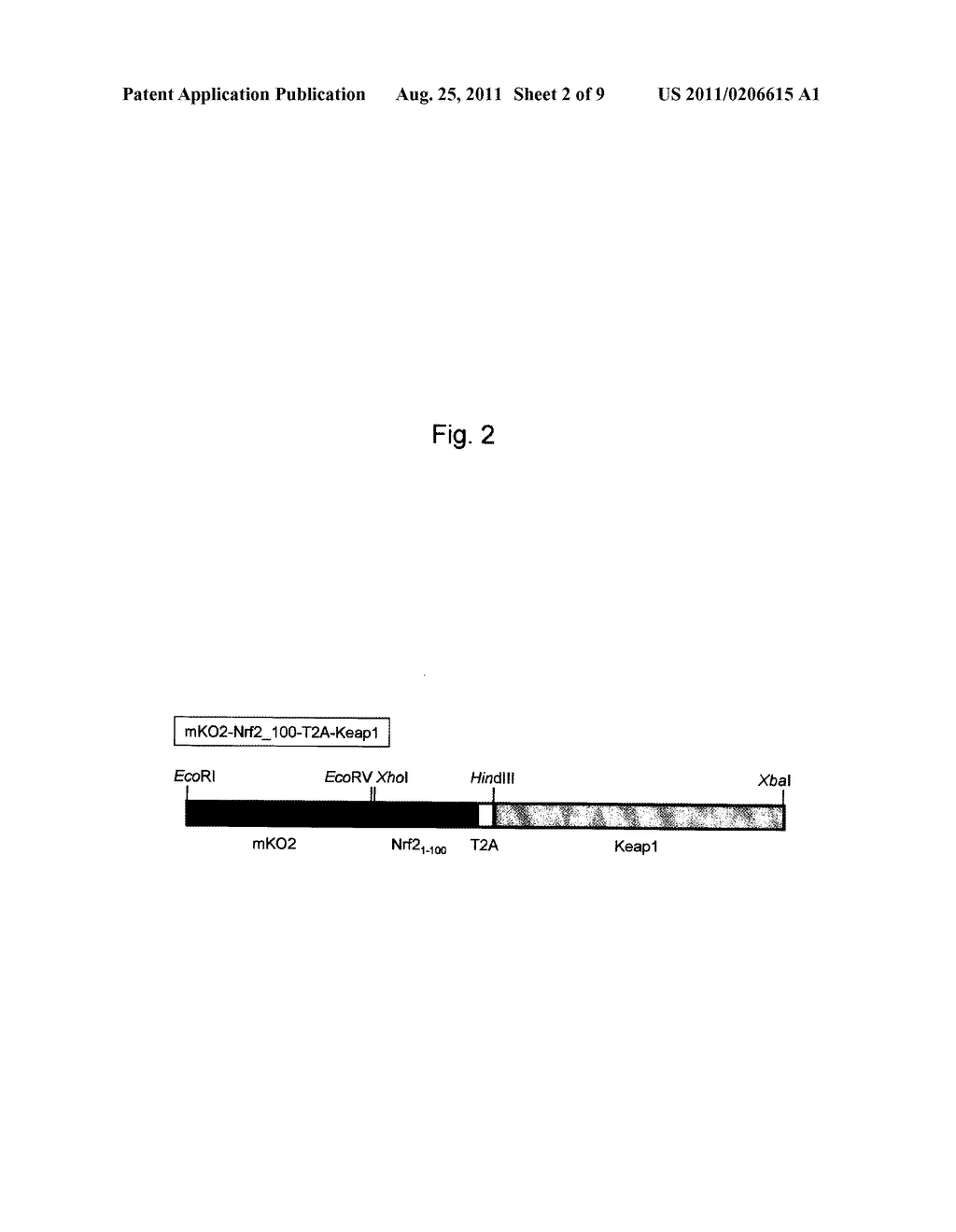 PROBE REAGENT FOR MEASURING OXIDATIVE STRESS - diagram, schematic, and image 03