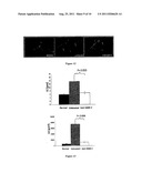 Therapeutic Compositions for the Treatment of Dry Eye Disease diagram and image