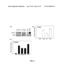 COMPOSITIONS AND METHODS FOR REDUCING THE MUTATION RATE OF VIRUSES diagram and image