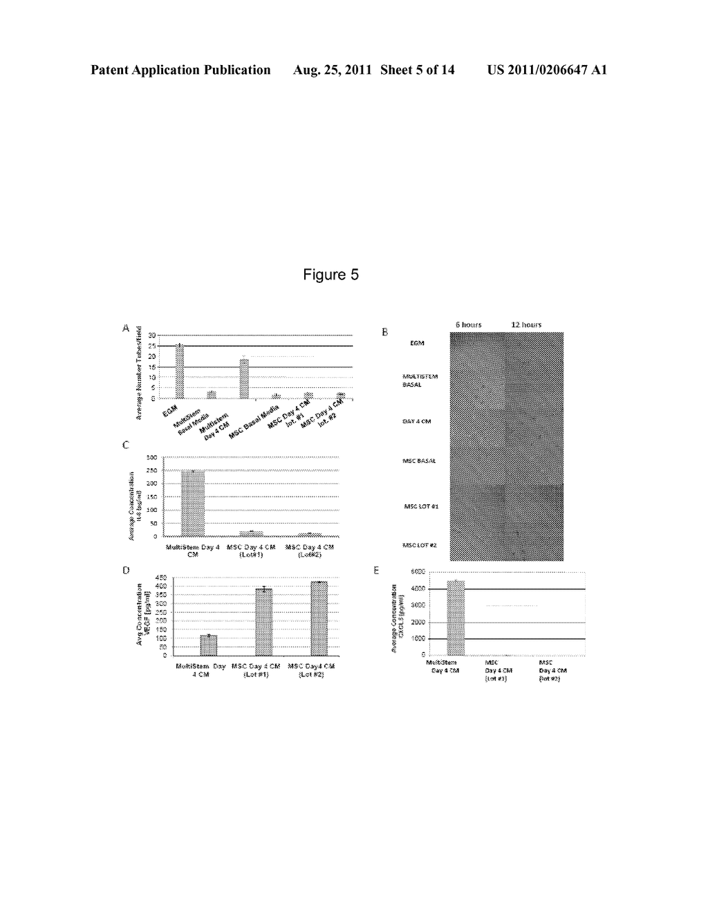 Modulation of Angiogenesis - diagram, schematic, and image 06