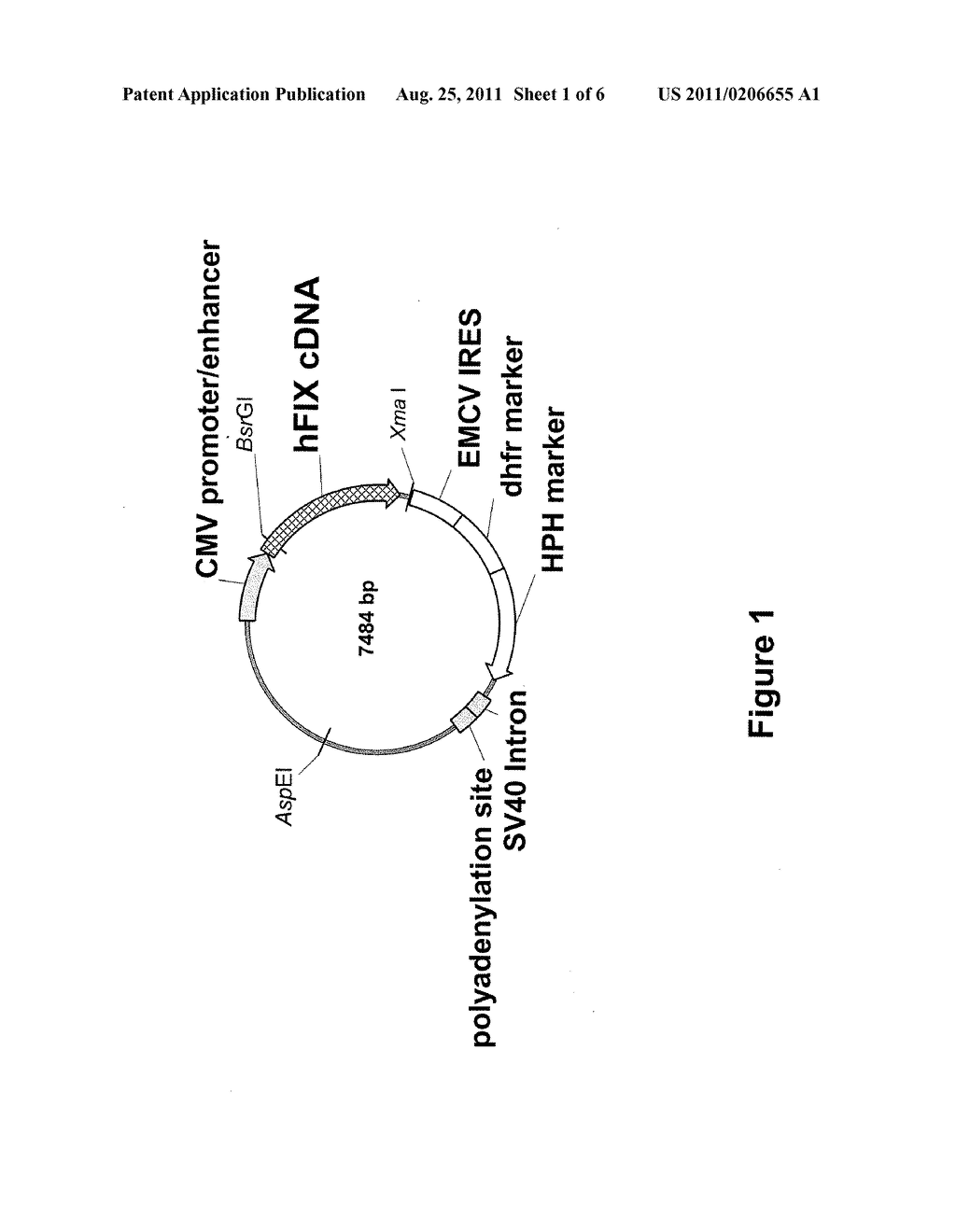 FVIII-INDEPENDENT FIX-MUTANT PROTEINS FOR HEMOPHILIA A TREATMENT - diagram, schematic, and image 02