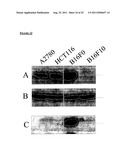 ANTIBODIES BINDING TO AN INTRACELLULAR PRL-1 OR PRL-3 POLYPEPTIDE diagram and image