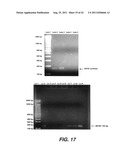 TARGETING PAX2 FOR THE TREATMENT OF BREAST CANCER diagram and image