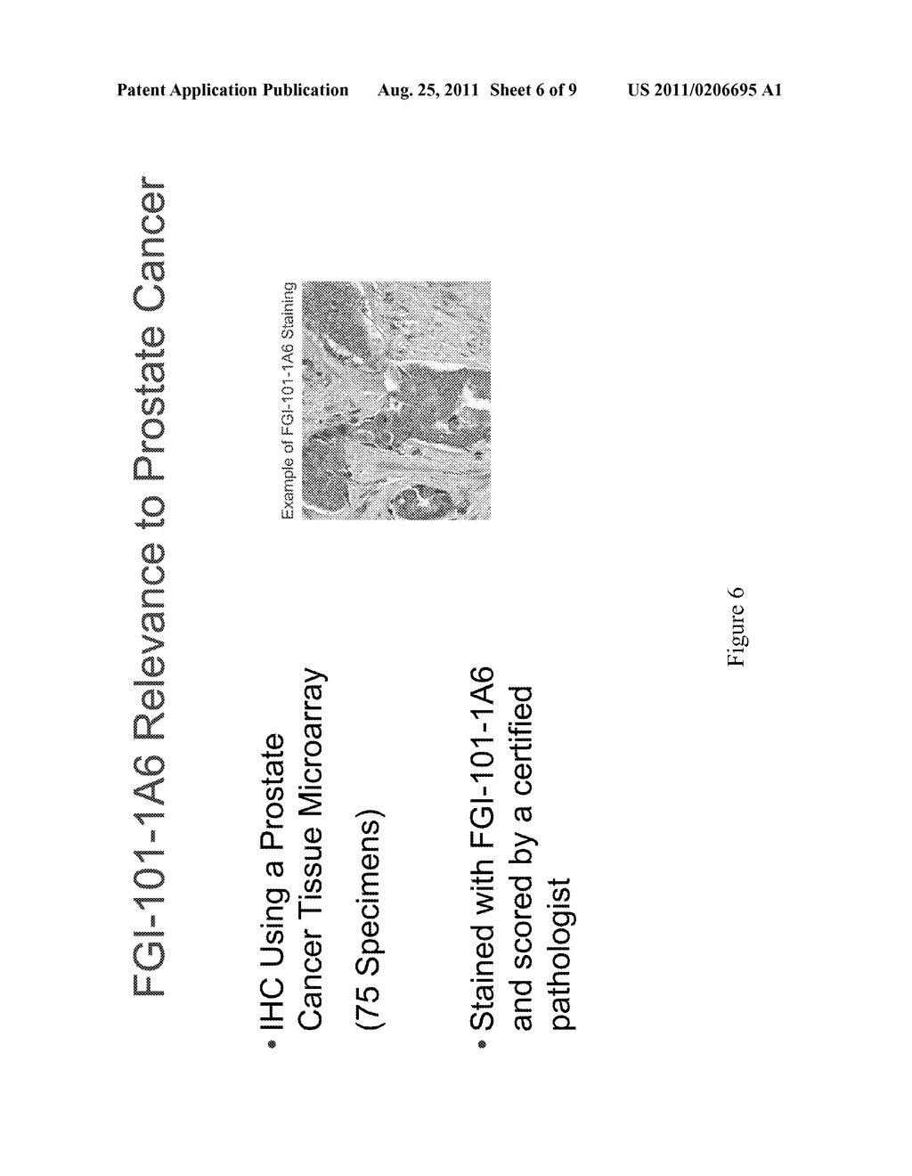 ANTIBODIES FOR DIAGNOSIS AND THERAPEUTIC TREATMENT OF PROSTATE CANCER - diagram, schematic, and image 07