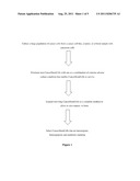 Tumorigenic CancerStemCells, Methods of Isolating and Using the Same diagram and image