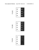 ELECTROPHOTOGRAPHIC PHOTORECEPTOR, PROCESS CARTRIDGE, AND IMAGE FORMING     APPARATUS diagram and image