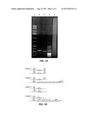 METHODS FOR DETECTING THE PRESENCE OF EXPANDED CGG REPEATS IN THE FMR1     GENE 5  UNTRANSLATED REGION diagram and image