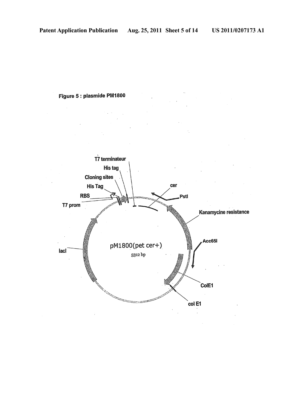 Self-Replicating Vector Lacking An Antibiotic-Resistance Gene - diagram, schematic, and image 06