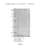 Pseudomonas sp. strain and method of producing chitinase, chitosanase and     nattokinase using the same diagram and image