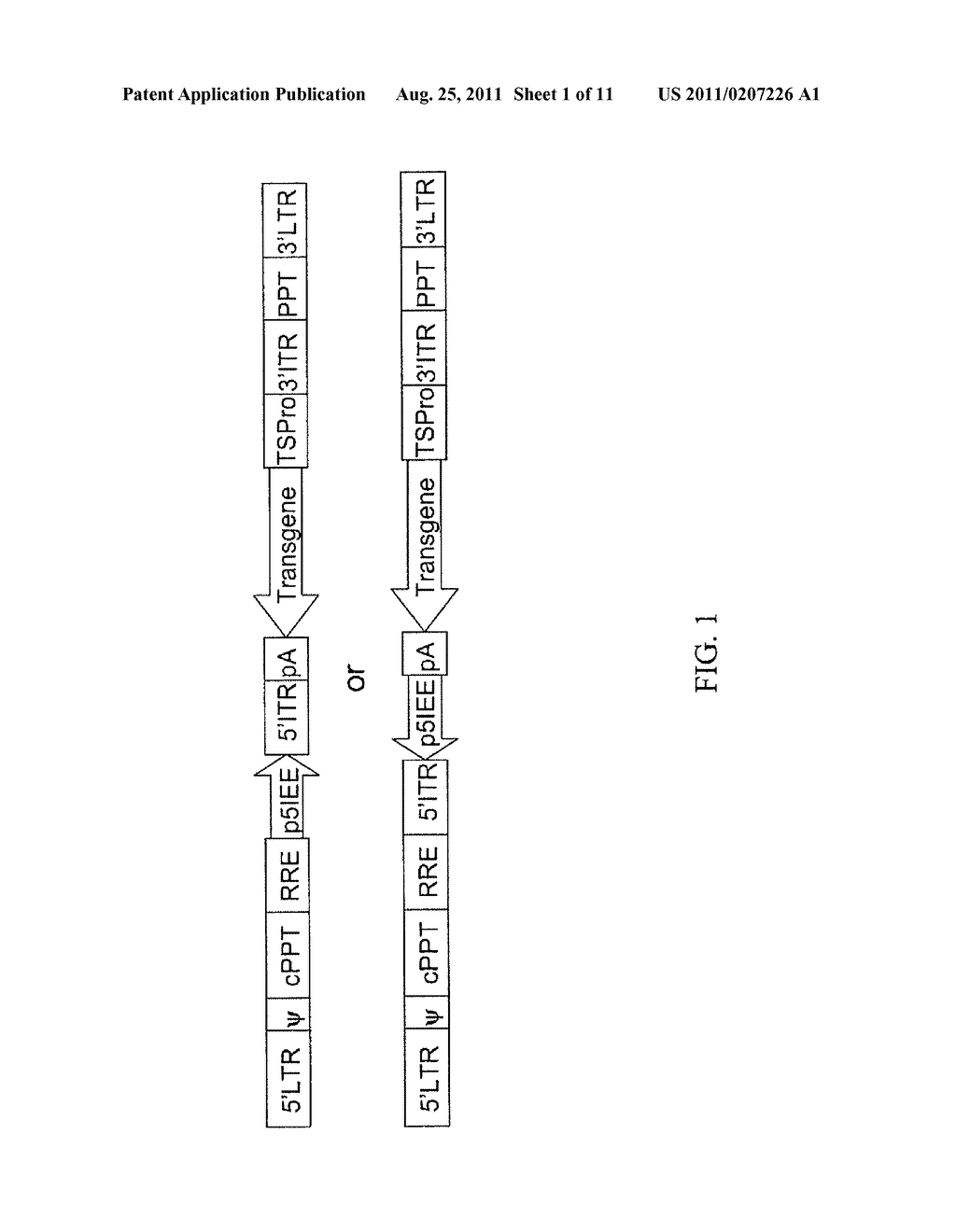 NON-INTEGRATING LENTI/ADENO-ASSOCIATED VIRUS HYBRID VECTOR SYSTEM - diagram, schematic, and image 02