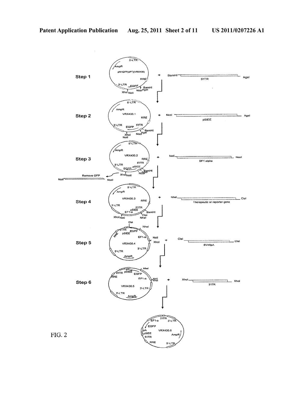 NON-INTEGRATING LENTI/ADENO-ASSOCIATED VIRUS HYBRID VECTOR SYSTEM - diagram, schematic, and image 03