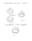 NON-INTEGRATING LENTI/ADENO-ASSOCIATED VIRUS HYBRID VECTOR SYSTEM diagram and image