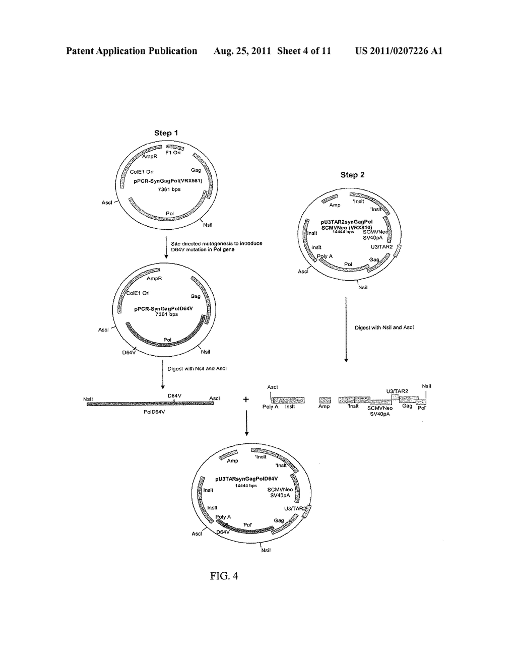 NON-INTEGRATING LENTI/ADENO-ASSOCIATED VIRUS HYBRID VECTOR SYSTEM - diagram, schematic, and image 05