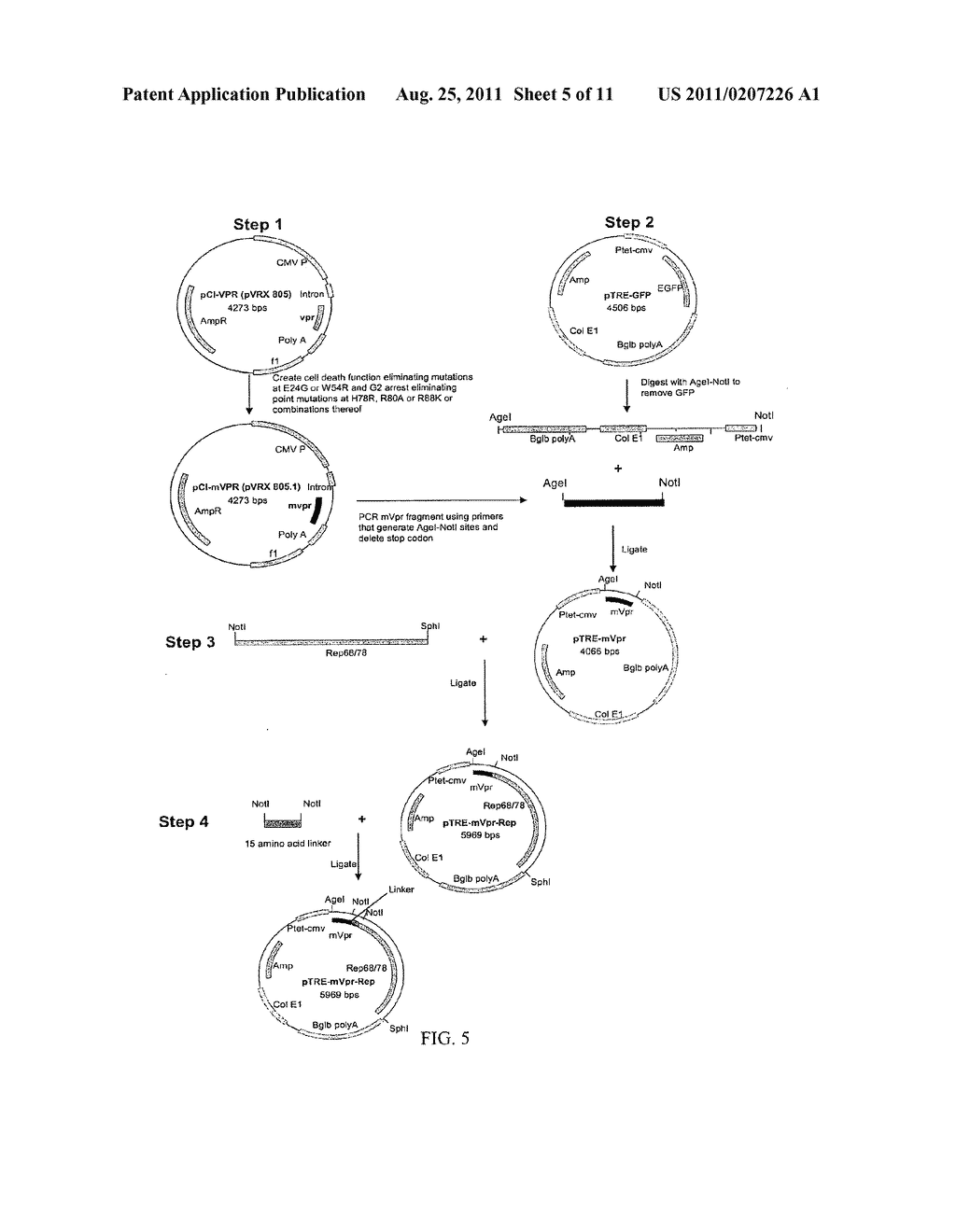 NON-INTEGRATING LENTI/ADENO-ASSOCIATED VIRUS HYBRID VECTOR SYSTEM - diagram, schematic, and image 06