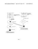 NON-INTEGRATING LENTI/ADENO-ASSOCIATED VIRUS HYBRID VECTOR SYSTEM diagram and image