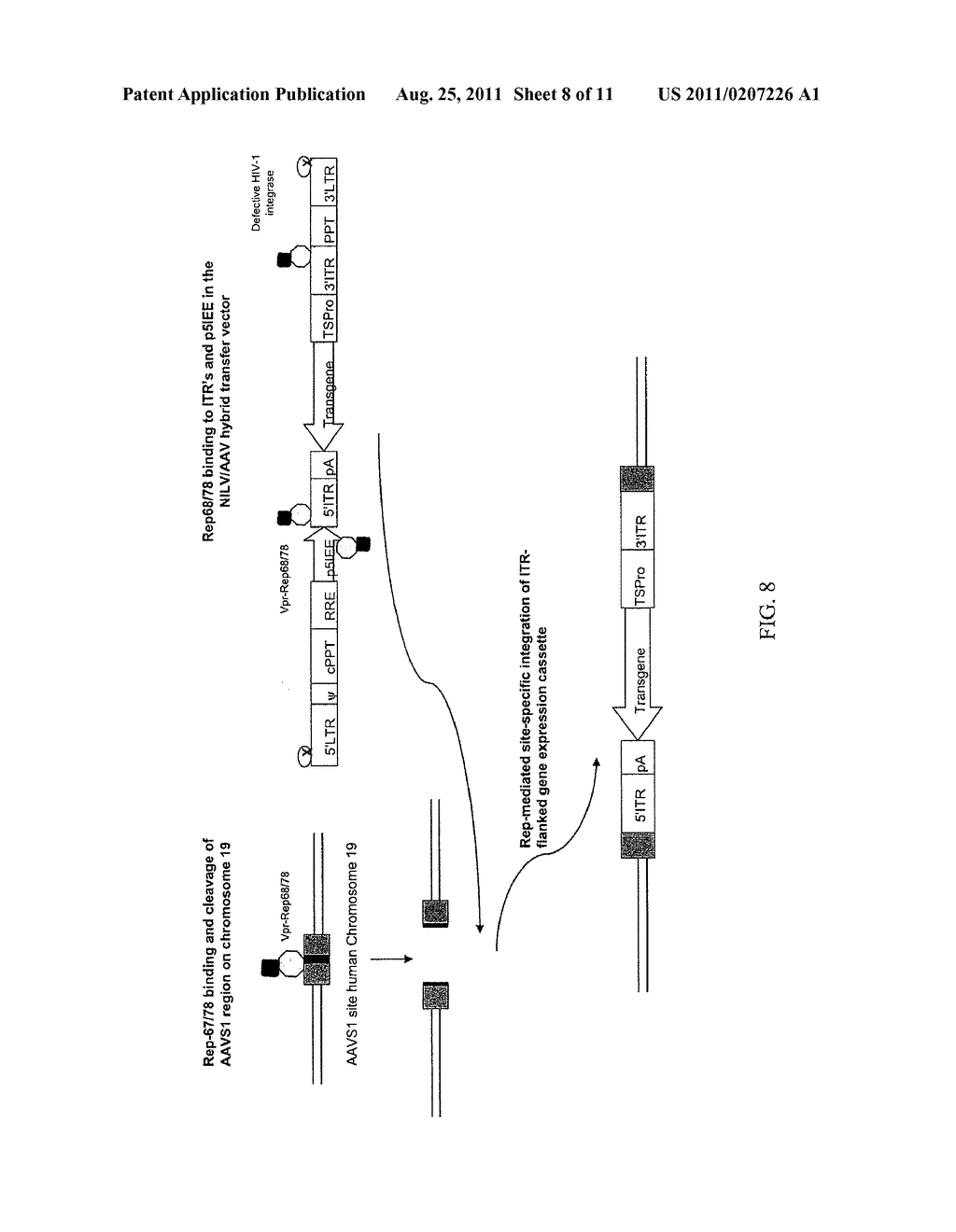 NON-INTEGRATING LENTI/ADENO-ASSOCIATED VIRUS HYBRID VECTOR SYSTEM - diagram, schematic, and image 09