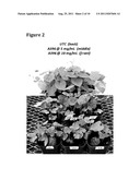 ISOLATED BACTERIAL STRAIN OF THE GENUS BURKHOLDERIA AND PESTICIDAL     METABOLITES THEREFROM diagram and image