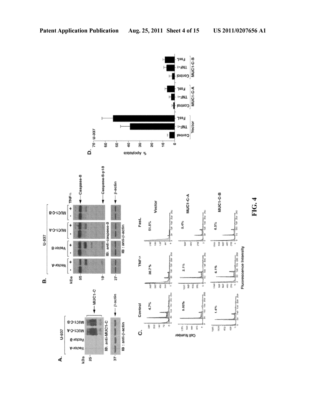 MUC1, CASPASE-8, and DED-CONTAINING PROTEINS - diagram, schematic, and image 05