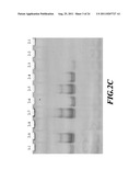 Thio-subsituted Anthra [1, 2-d] imidazole- 6, 11-dione Dervatives,     Preparation Method and application thereof diagram and image