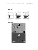 HIV-Dependent expression constructs and uses therefore diagram and image