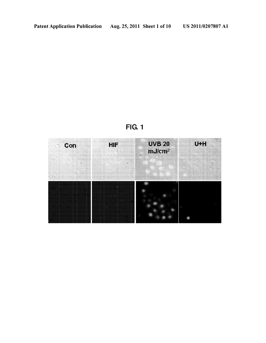 NEW USE FOR HOMOISOFLAVONE OR A SALT THEREOF - diagram, schematic, and image 02