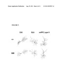 METHOD FOR DETERMINING SENSITIVITY OR RESISTANCE TO COMPOUNDS THAT     ACTIVATE THE BRAIN SEROTONIN SYSTEM diagram and image