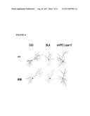 METHOD FOR DETERMINING SENSITIVITY OR RESISTANCE TO COMPOUNDS THAT     ACTIVATE THE BRAIN SEROTONIN SYSTEM diagram and image