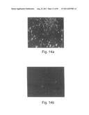 PROMOTERS EXHIBITING ENDOTHELIAL CELL SPECIFICITY AND METHODS OF USING     SAME FOR REGULATION OF ANGIOGENESIS diagram and image