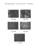 PROMOTERS EXHIBITING ENDOTHELIAL CELL SPECIFICITY AND METHODS OF USING     SAME FOR REGULATION OF ANGIOGENESIS diagram and image