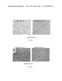 PROMOTERS EXHIBITING ENDOTHELIAL CELL SPECIFICITY AND METHODS OF USING     SAME FOR REGULATION OF ANGIOGENESIS diagram and image